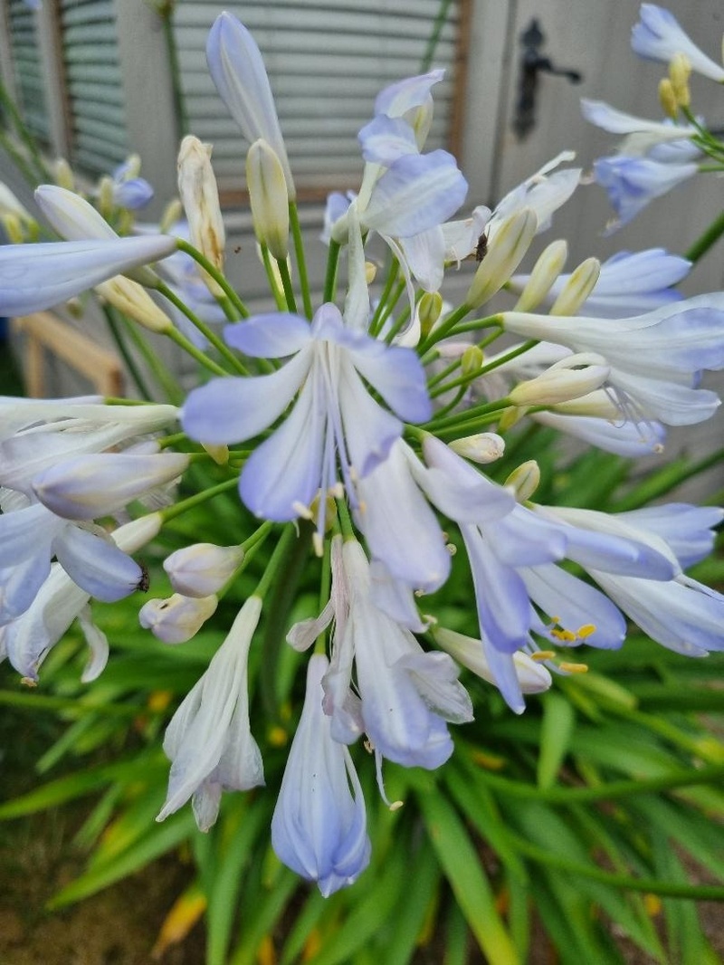 Agapanthus 'Enigma'  African Lily