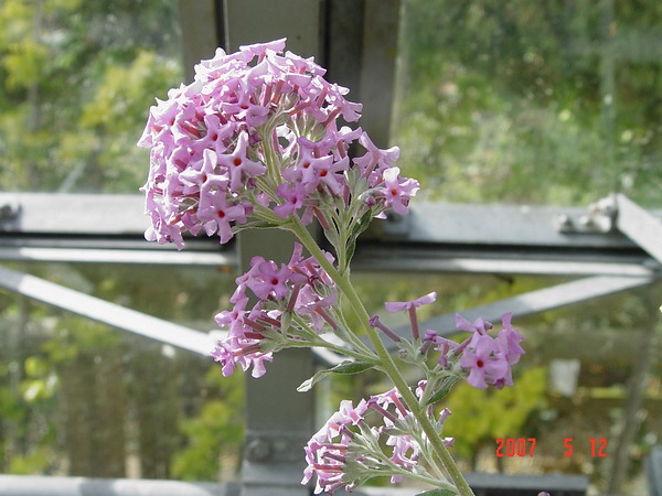 Buddleja heliophila  Butterfly Bush