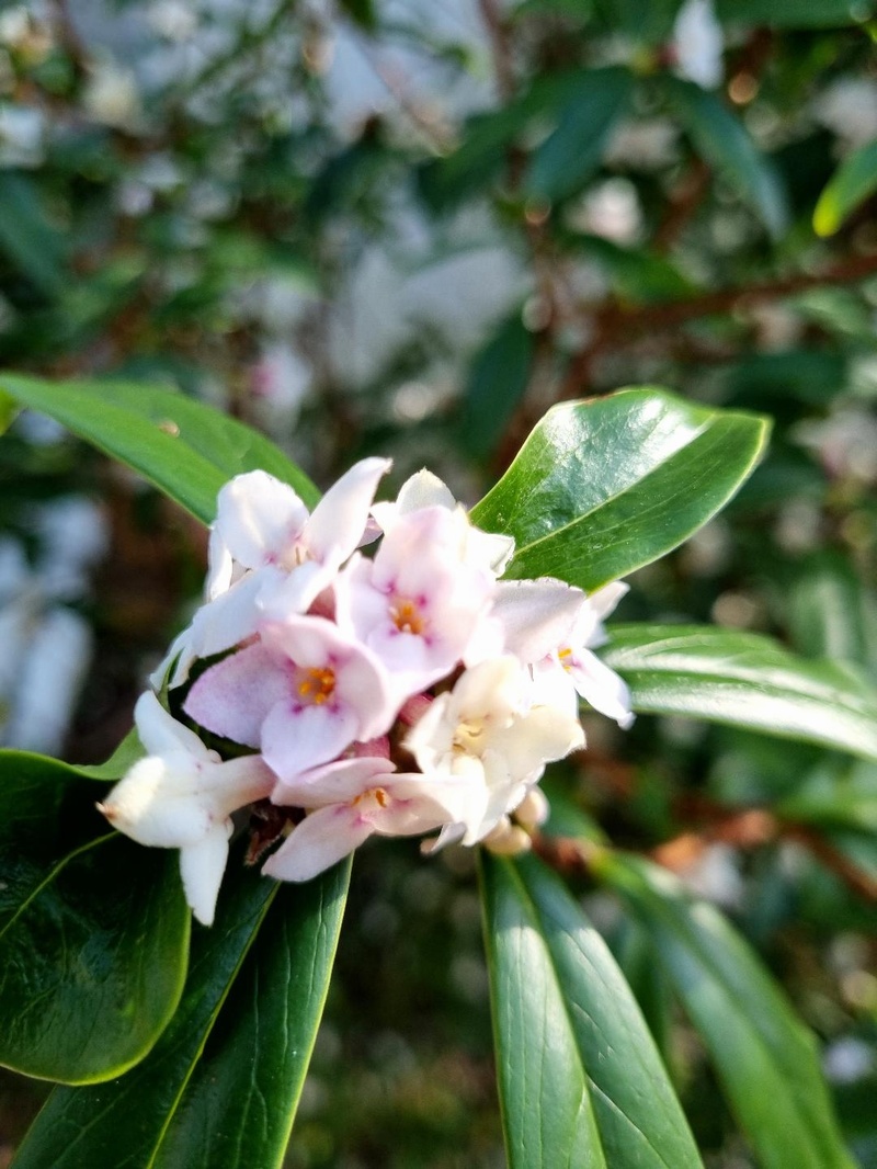 Daphne bholua 'Jacqueline Postill'