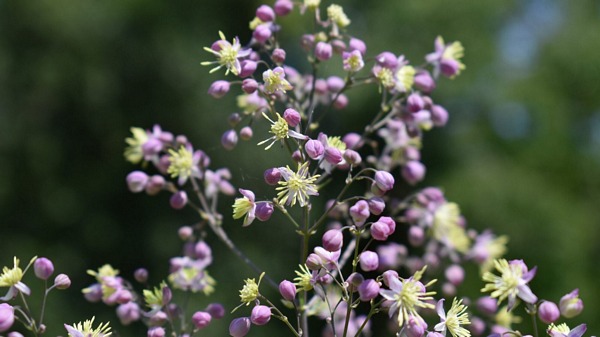 Thalictrum 'Elin'  Meadow Rue