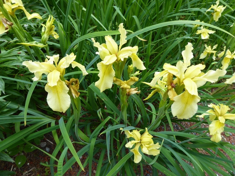 Iris forrestii AGM  Forrest's Iris