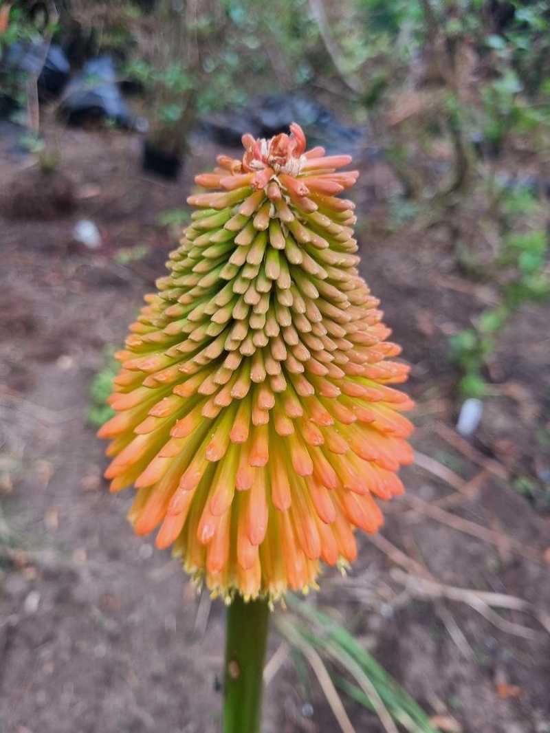 Kniphofia rooperi   AGM   Red Hot Poker
