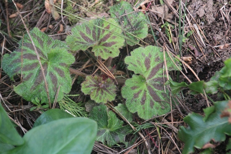 Saxifraga stolonifera 'Kinki Purple'