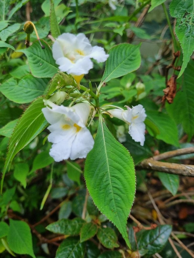 Impatiens arguta 'Alba'