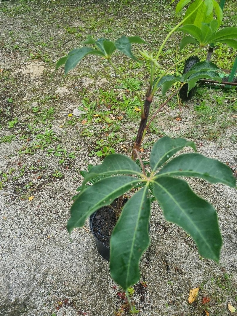 Schefflera alpina