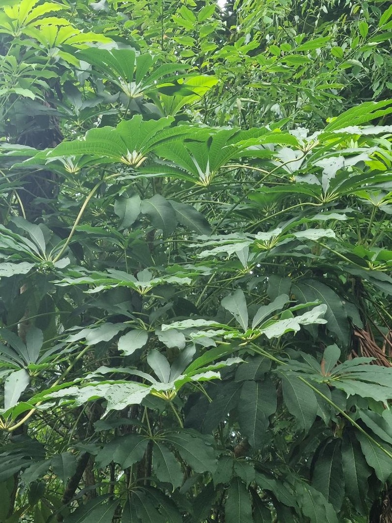 Schefflera taiwaniana
