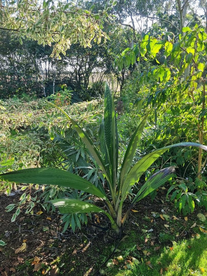 Curculigo crassifolia (Indian Form)