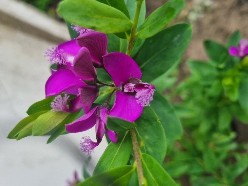 Polygala myrtifolia var grandiflora
