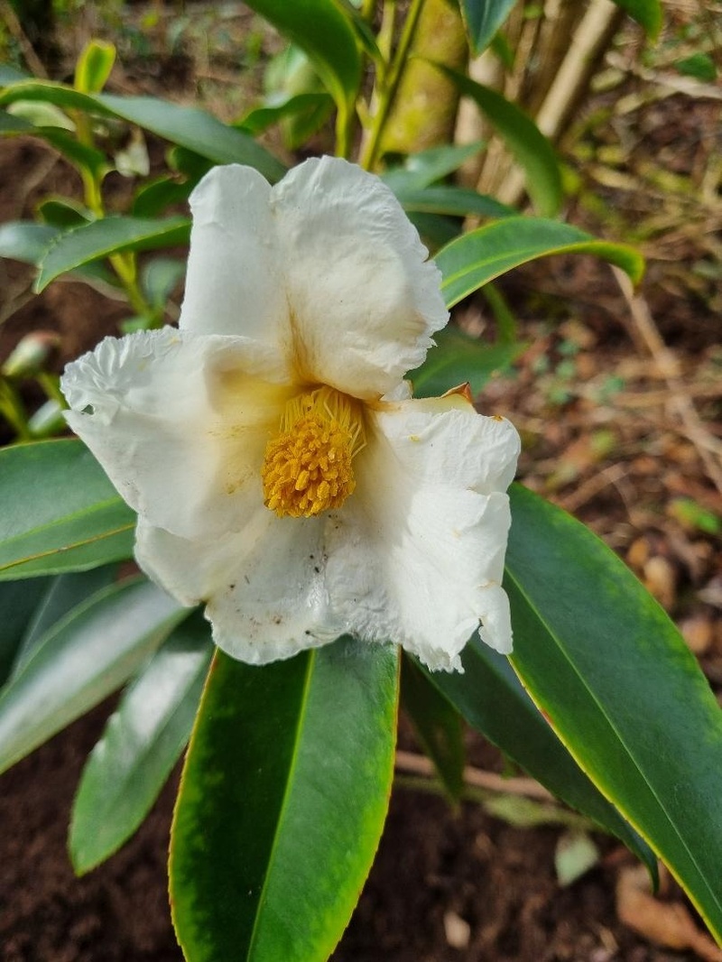 Polyspora longicarpa