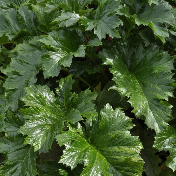 Acanthus mollis 'Wofford Rhubarb'