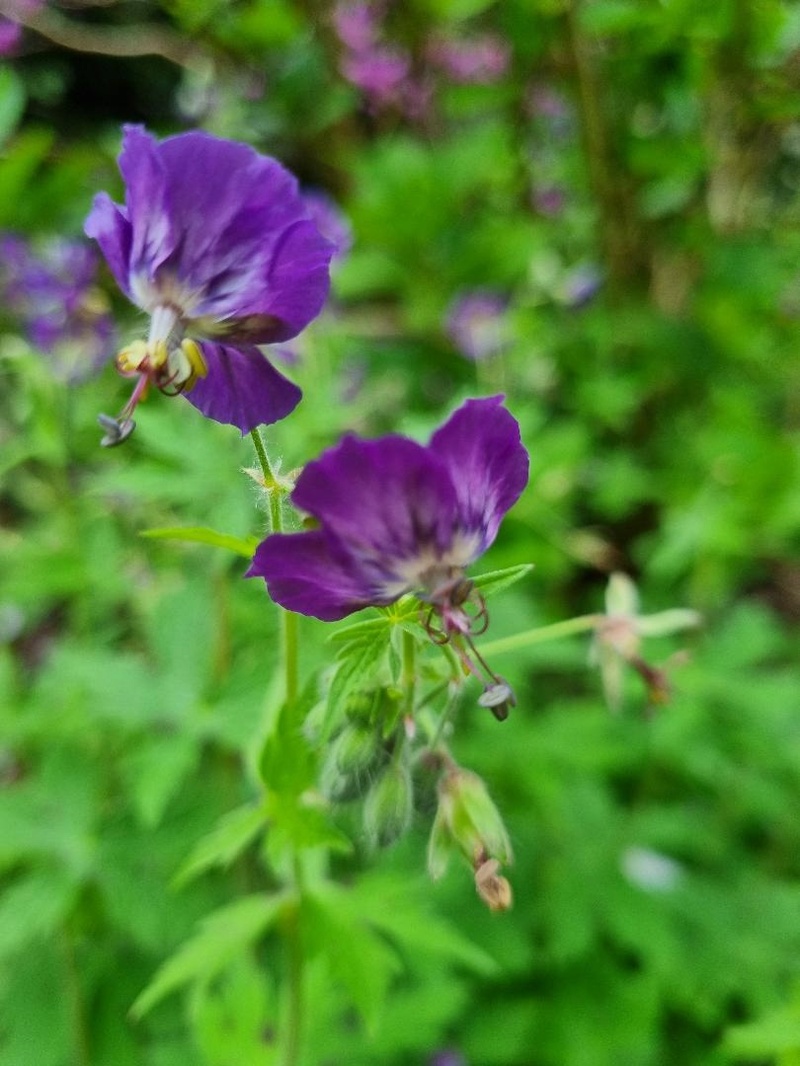 Geranium phaeum 'Raven'