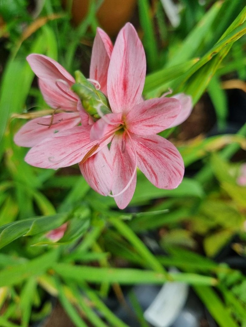 Hesperantha coccinea 'Mollie Gould'