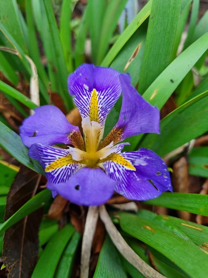 Iris lazica 'Richard Nutt'