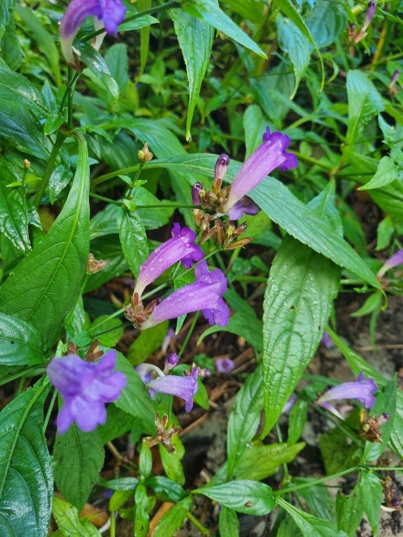 Strobilanthes penstemonoides