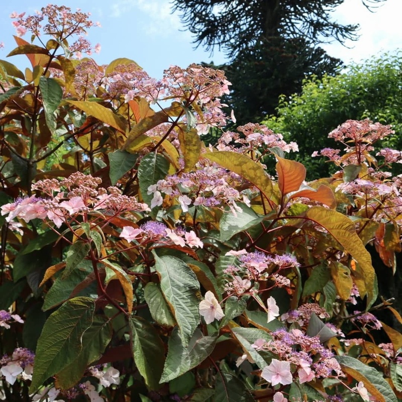 Hydrangea aspera 'Gongshan'
