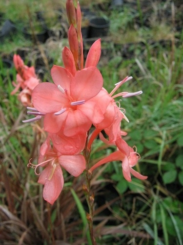 Watsonia 'Tresahor Apricot'