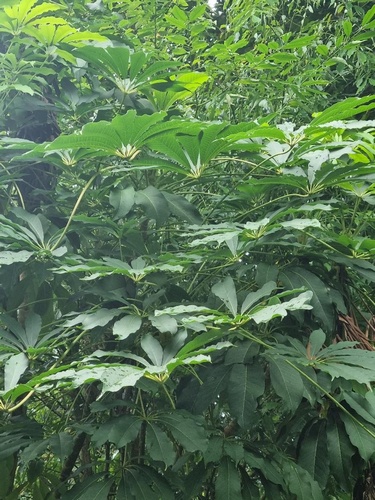 Schefflera taiwaniana