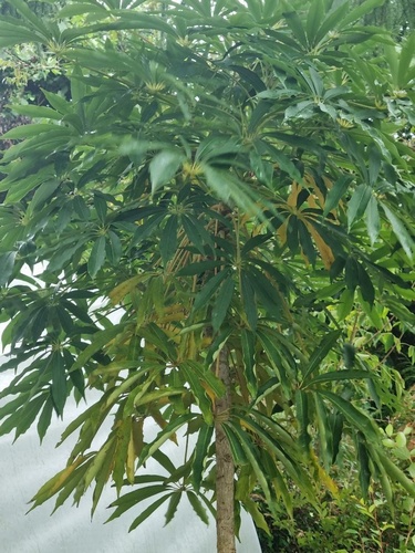 Schefflera taiwaniana
