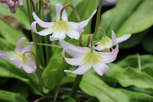 Erythronium revolutum 'Kinfaun's Pink'