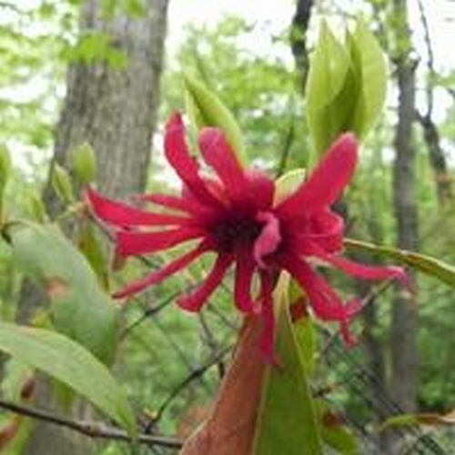 Illicium floridanum 'Halleys Comet'