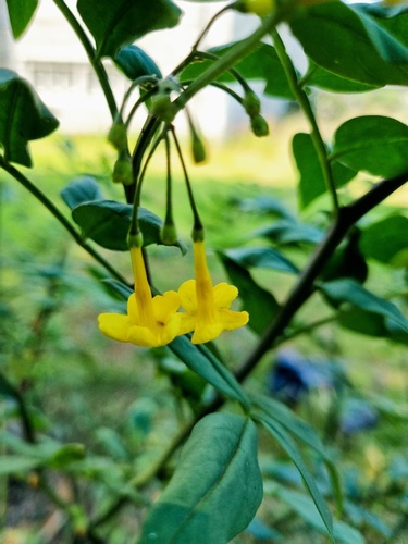Jasminum humile f. farreri