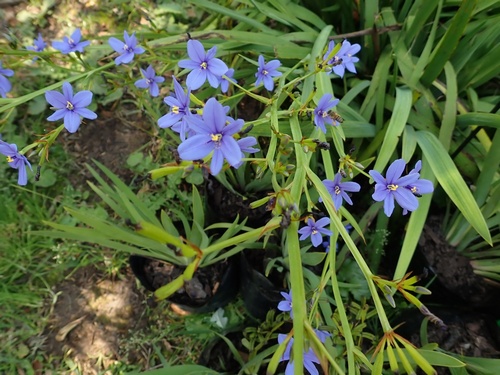 Aristea ecklonii