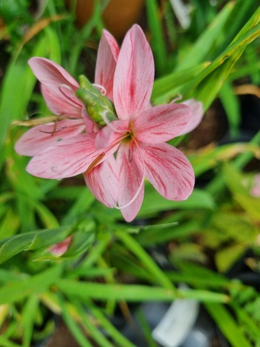 Hesperantha coccinea 'Mollie Gould'