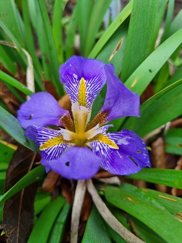 Iris lazica 'Richard Nutt'