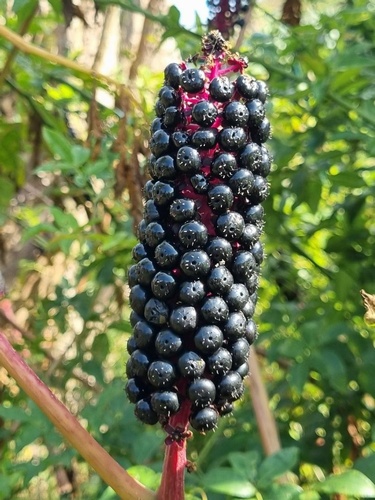 Phytolacca clavigera (from the Himalayas)