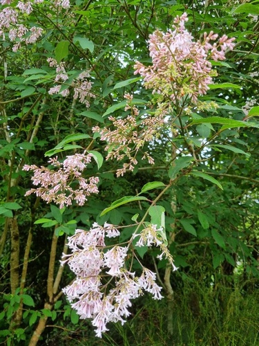Syringa yunnanensis  Forrest 22177