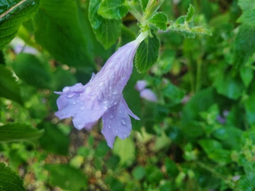 Strobilanthes glutinosa