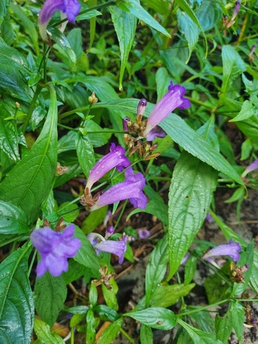 Strobilanthes penstemonoides