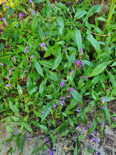 Strobilanthes penstemonoides