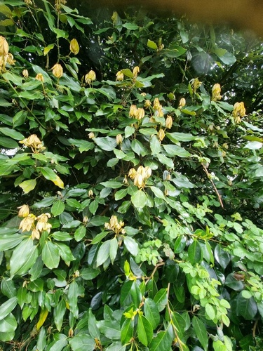 Neolitsea sericea