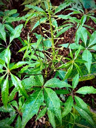 Oreopanax xalapensis 'Mineral del Chico Form'