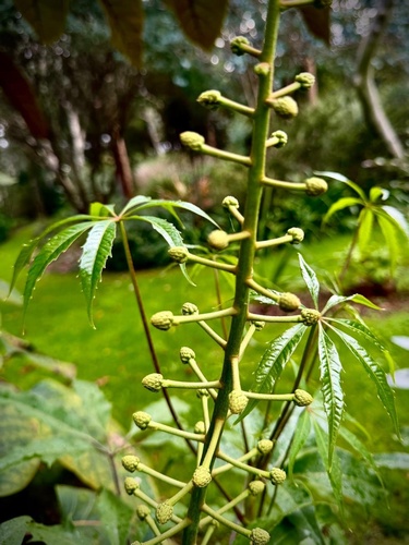 Oreopanax xalapensis 'Mineral del Chico Form'