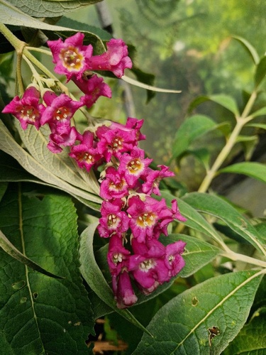 Buddleja colvilei 'Tregye'