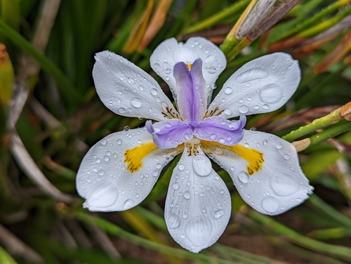 Dietes grandiflora