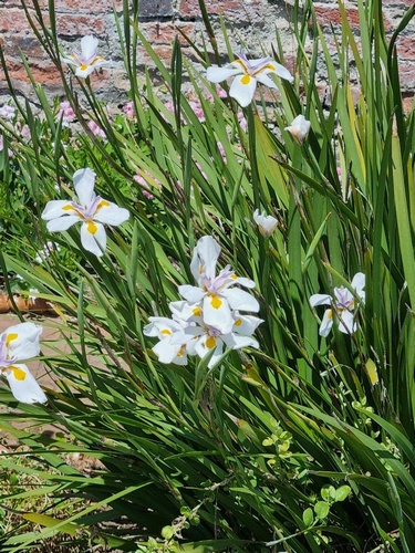 Dietes grandiflora