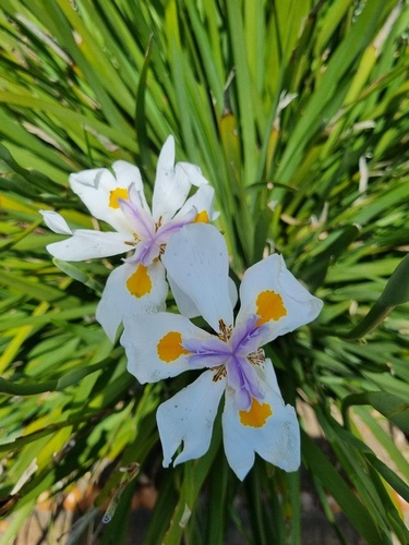 Dietes grandiflora